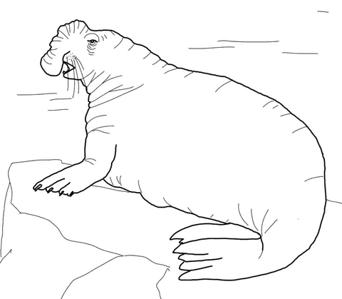 Southern Elephant Seal Coloring Page